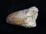 Large Cretaceous Fossil Crocodile Tooth - Morocco #10045-1